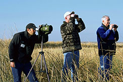 Birdwatching
